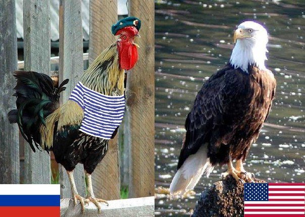 Мы воспринимаем наращивание военной техники США в Польше как угрозу безопасности РФ, - Песков - Цензор.НЕТ 3815